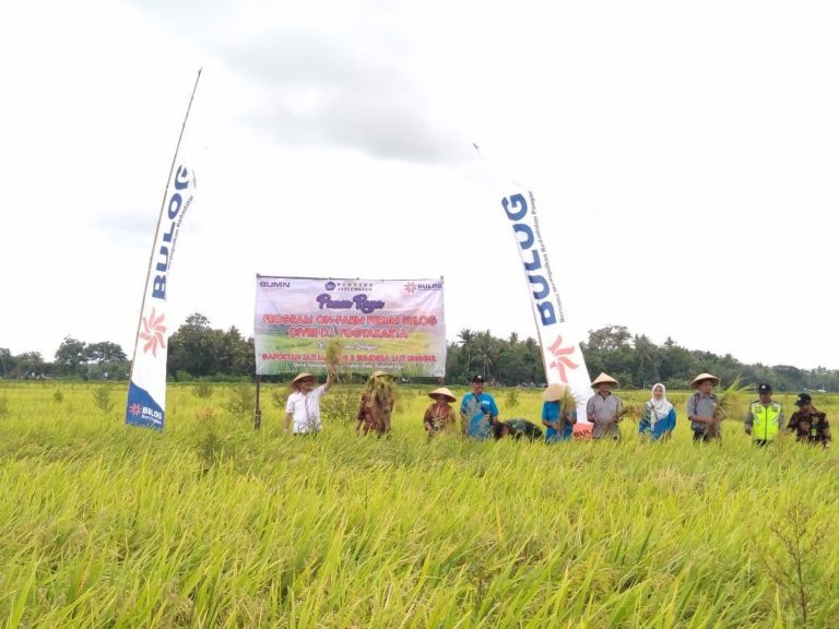 Panen Raya On Farm Yogyakarta, Perum BULOG harap Ketersediaan Pangan Pokok Rakyat Terjamin