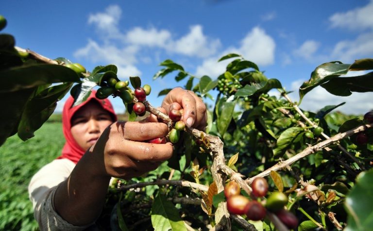 Kabupten Kerinci Jadi Penghasil Kopi Berbasis Agrowisata