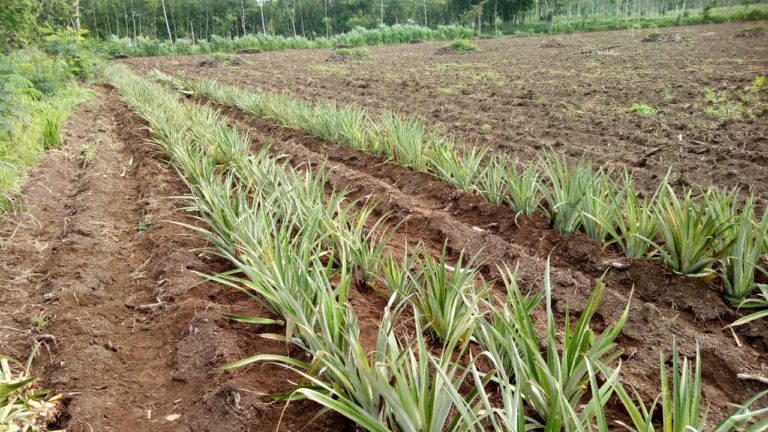 Investasi Peer-to-Peer Lending untuk Petani Kecil melalui Fintech