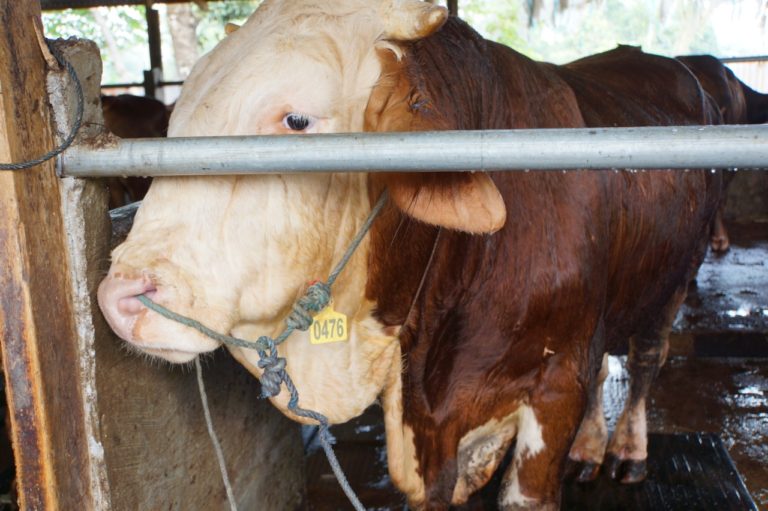 Optimisme Kebijakan Swasembada Daging Sapi Nasional