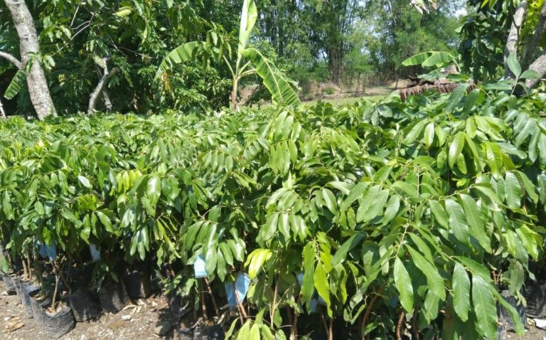 Bantuan Benih Bermutu Menuju Produksi Hortikultura Berkualitas