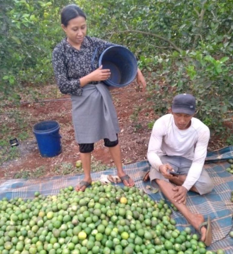 Desa Kebon Agung Gresik jadi Penghasil Jeruk Nipis Kowang Agung