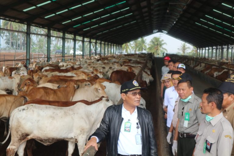 Kementan Salurkan 1.430 Ekor Sapi Indukan ke Wilayah Sumatera