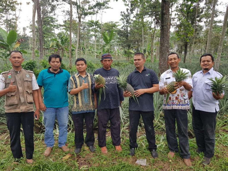 Kementan Dorong Kemitraan dan Hilirisasi Nanas Subang