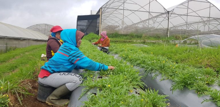 Kementan Tingkatkan Target Produksi Pajale di 2019