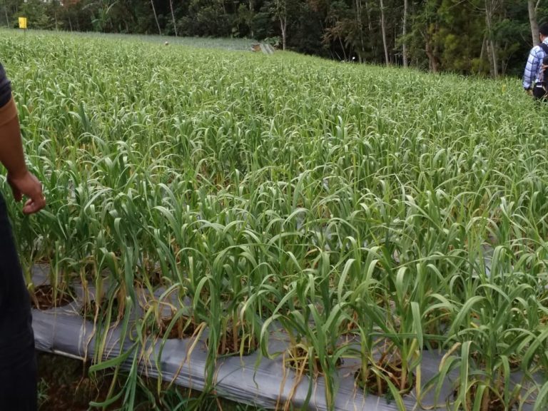 Prospek Usaha Produksi Benih Bawang Indonesia