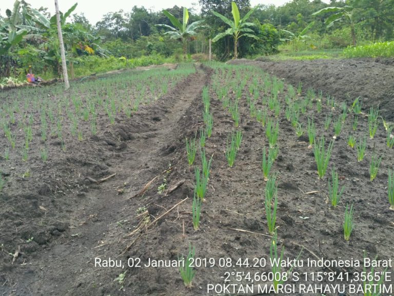 Barito Timur siap jadi Sentra Baru Bawang Merah di Kalimantan