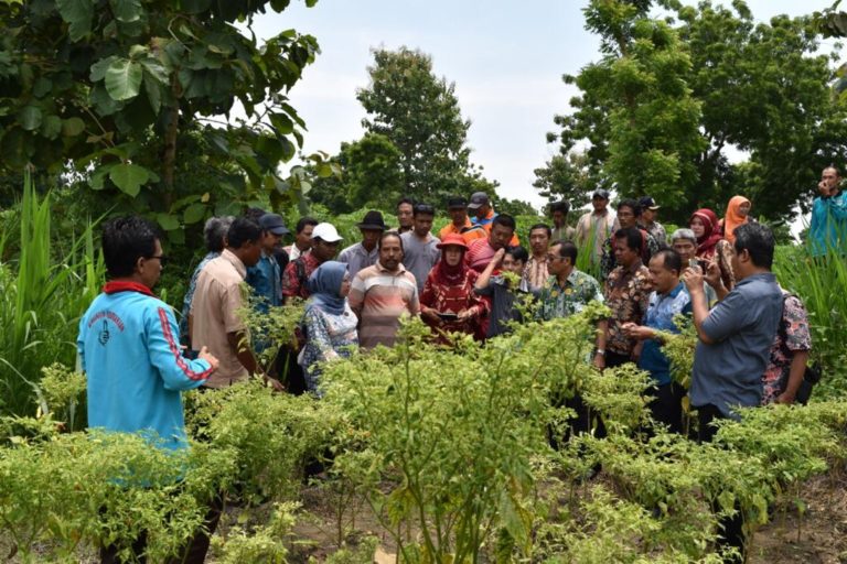 Petani Diminta Waspadai Penyakit Musim Hujan pada Cabai