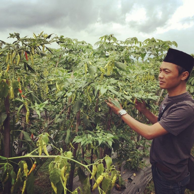 Petani Demak berharap Dinas Perdagangan dan Bulog agar Serap Cabai