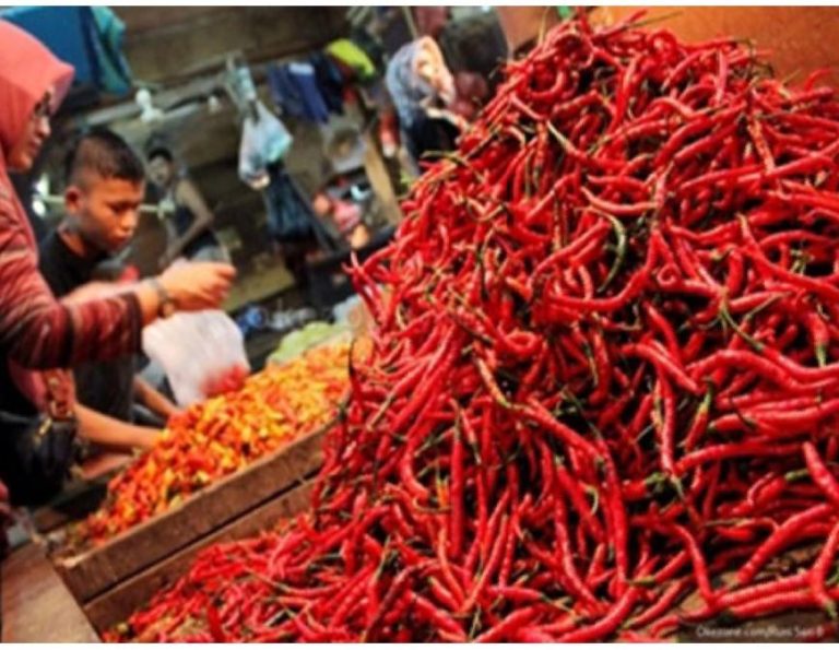 Kementan: Harga Cabai di Demak Stabil, Produksi di Kulon Progo Meningkat