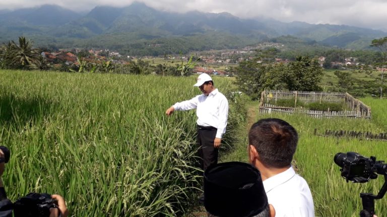 Bantuan 40 Ton Benih Sumber Padi VUB untuk Tasikmalaya