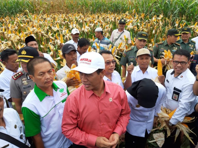 Menteri Amran tegaskan Pemerintah siap Serap Jagung hasil Panen Petani