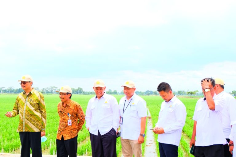 Segera Luncurkan Beras Basmati Asli Indonesia, Kementan: Beras Kita Layak Ekspor