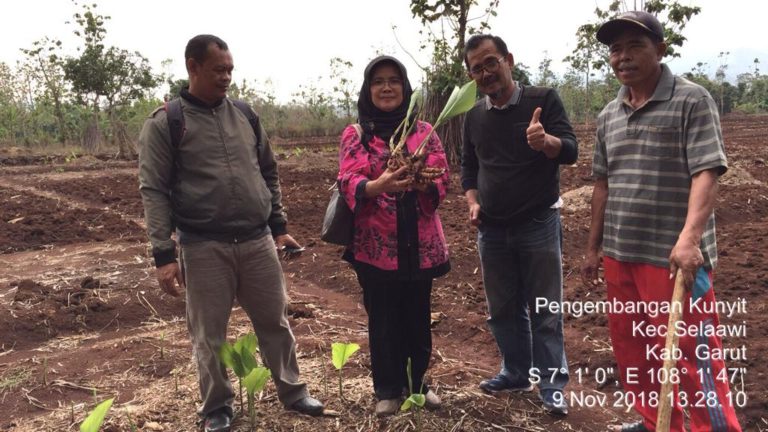 Kementan dorong Pengembangan Kunyit di Kabupaten Garut