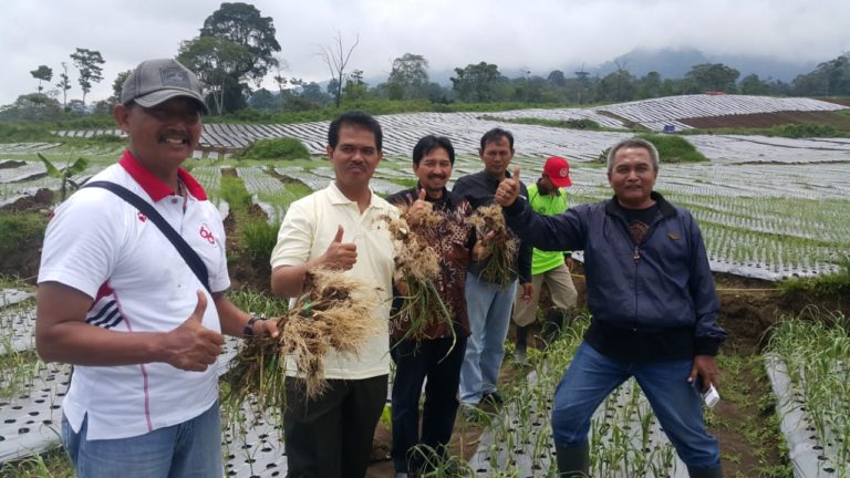 Kementan: Program Tanam Bawang Putih di Banyuwangi Menggeliat