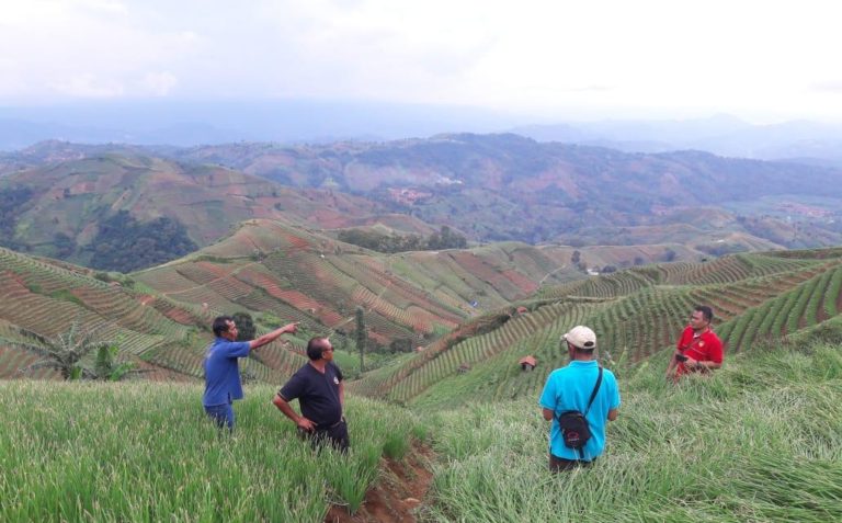 Mengintip Keindahan Kawasan Bawang Merah di Lembah Panyaweuyan Majalengka