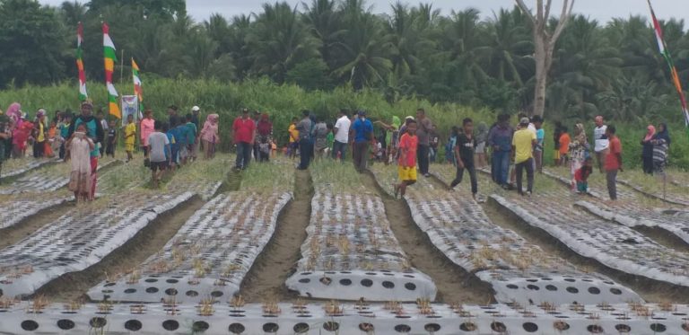 Buru Selatan Berbenah Menjadi Penyangga Bawang Indonesia Timur