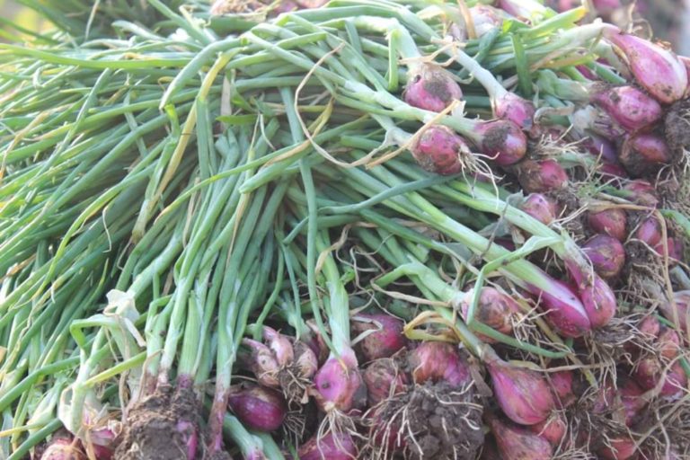 Jelang Panen Raya, Harga Bawang Merah Brebes Terkendali