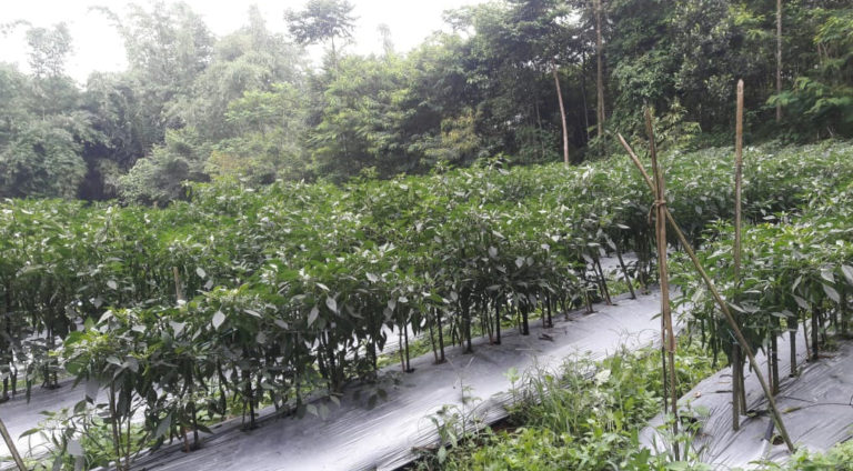 Musim Hujan, Tanaman Cabai di Ciamis Aman Terkendali dari OPT