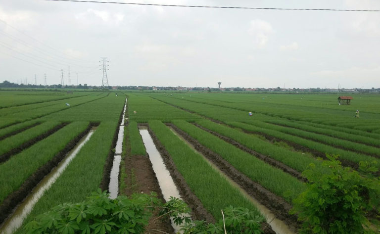 Atasi Harga Jatuh, Kementan Susun Jadwal Tanam Berbasis Kebutuhan Riil
