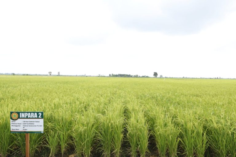 Asuransi Pertanian Dinilai Beri Ketenangan Petani dan Peternak