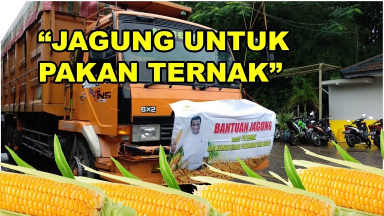 Kementan dan BULOG salurkan Bantuan Jagung untuk Peternak Ayam