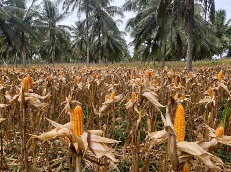 Sebut Produktivitas Jagung Indonesia 2,81 Ton Per Ha, Data CPIS Dipertanyakan