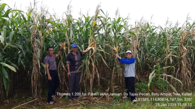 Gairah Petani di Kabupaten Tanah Laut Panen Jagung