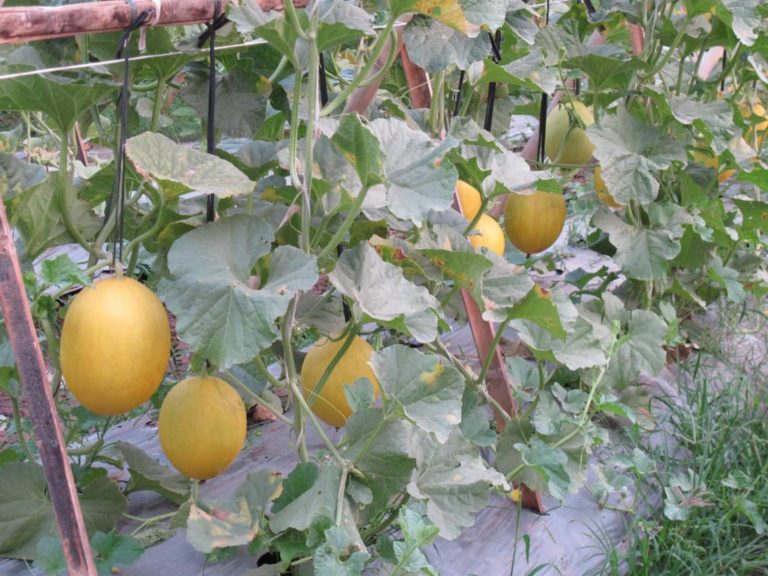 Si Melon Manis dari Serang