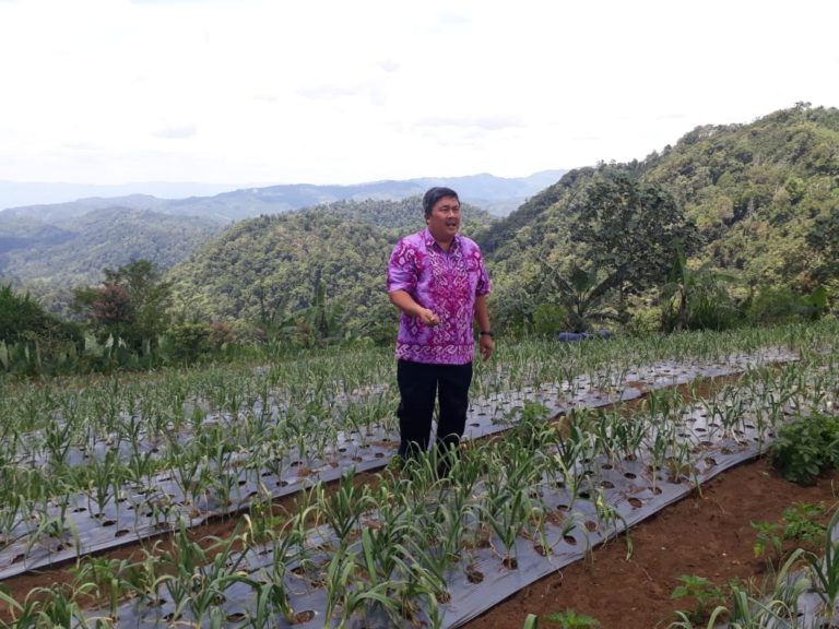 Tak Dinyana, Bawang Putih Tumbuh Subur di Tanggamus Lampung