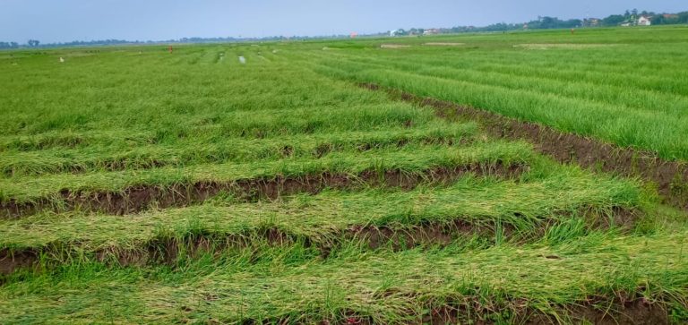 Solusi Holistik dan Berkelanjutan Kementan untuk Bawang Merah di Brebes