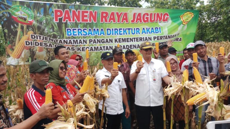 Musim Panen Jagung, Petani Blora Bangga Bisa Penuhi Kebutuhan Peternak