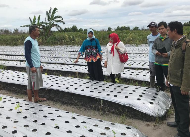 Pengendalian OPT Ramah Lingkungan pada Sayuran di Lahan Rawa