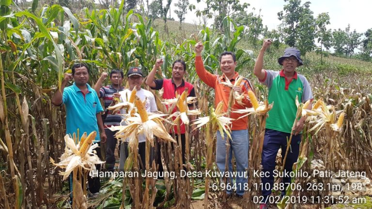 Harapan Petani Pati; Pemerintah Tak Impor Jagung Disaat Panen