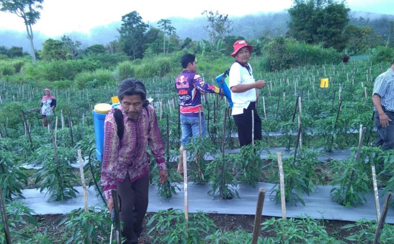 Budidaya Cabai Ramah Lingkungan Menekan Biaya Produksi dan Menguntungkan Petani