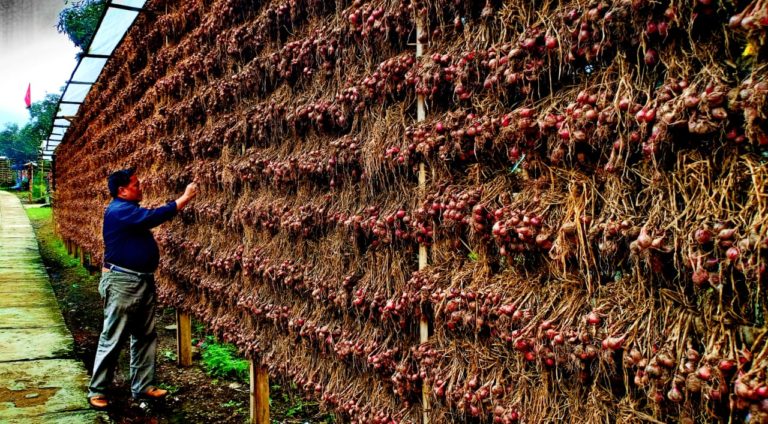 Ulet dan Kompak, Petani Bawang Merah Batu Ijo Malang Makin Sejahtera