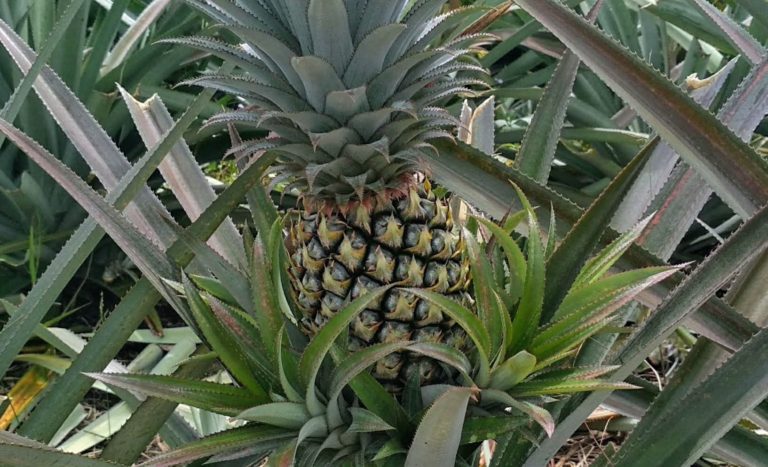 Keunggulan Nanas Asal Kota Prabumulih, Termanis di Indonesia