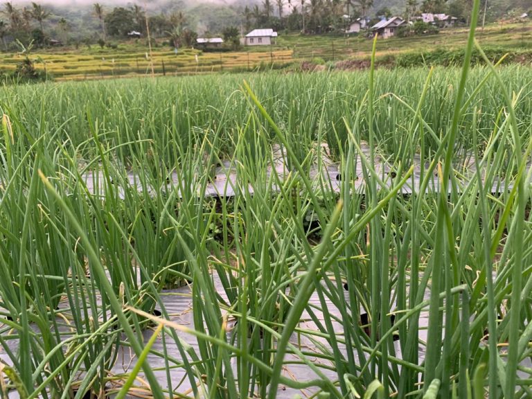 Tanam Bawang Merah, Petani Milenial jadikan Solok Sentra Terbesar di Sumatera
