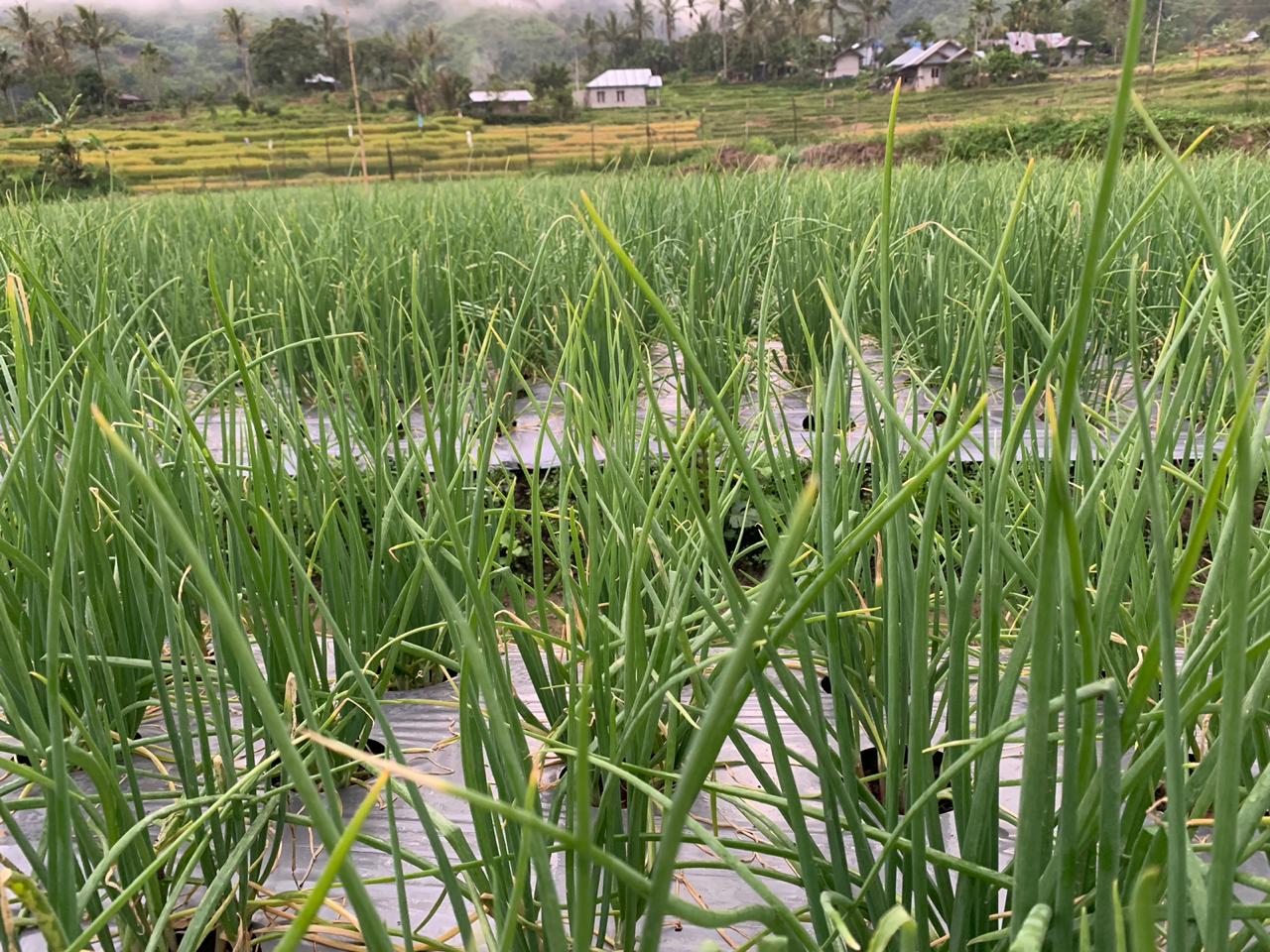 Tanam Bawang  Merah  Petani Milenial jadikan Solok Sentra 