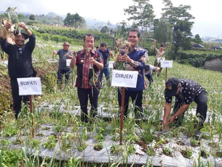 Panen Perdana di Wonosobo, Penanaman Bawang Putih Makin Meluas