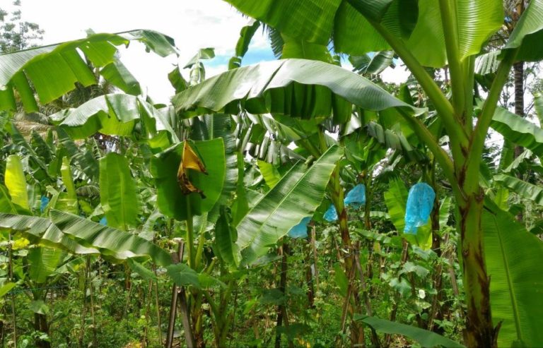 Kementan gandeng Swasta Bermitra dengan Petani Buah