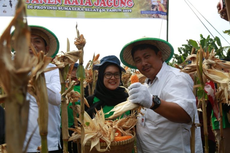 Panen Raya Jagung di OKU Selatan