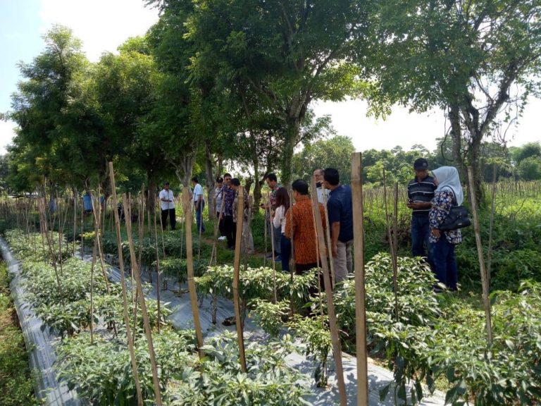 Kementan Genjot Percepatan Pertanian di Madura