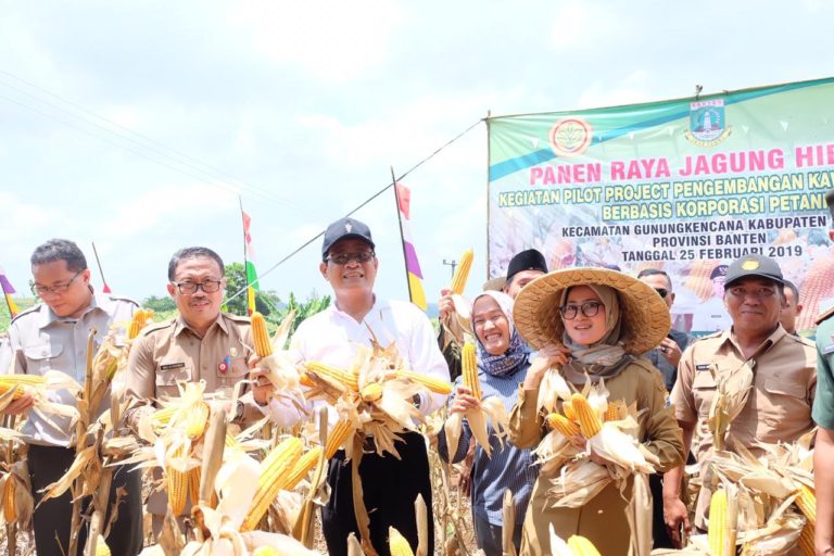 Serap Jagung di Lebak, Kementan Dorong Korporasi Petani kerjasama dengan Produsen Pakan Ternak