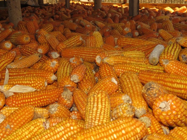 Imbas Panen Jagung, Harga Pakan Langsung Turun.