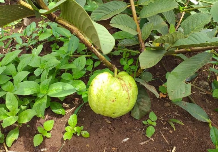 Prospek Cerah Usaha Jambu Biji Kristal