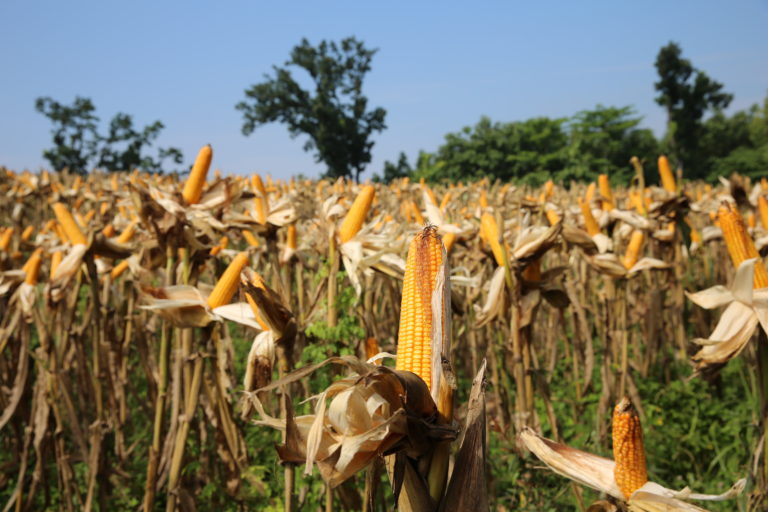 Panen Jagung, Kementan dan Bupati Pacitan Minta Bulog Membantu Petani