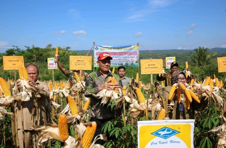 GPMT Maksimalkan Serap Jagung untuk Redam Harga
