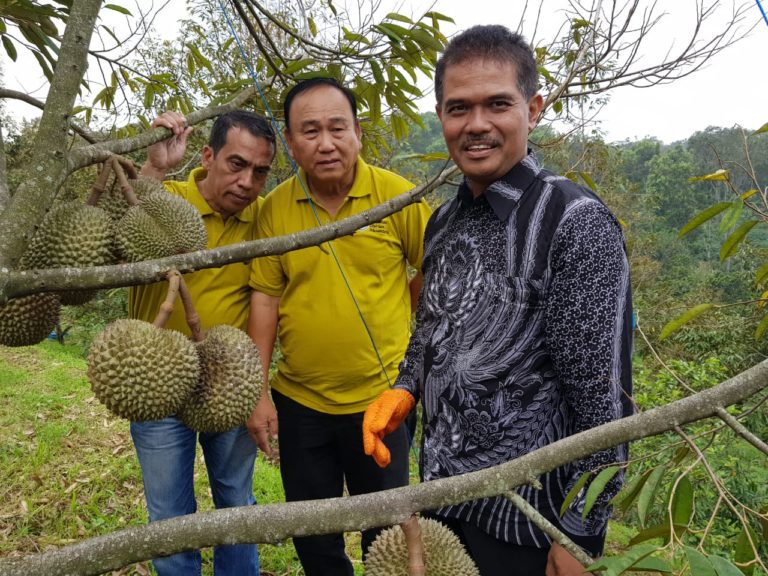 Gaet Durian Mania, Kementan Optimis Durian Lokal Semakin Bersaing di Pasar Ekspor