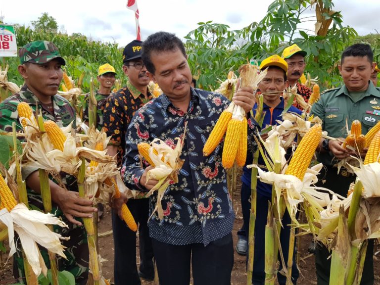 Wonogiri Panen Raya Jagung 37.026 Hektar di Lahan Berbatu